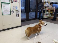 -爱妮康宠物医院·干细胞免疫细胞·肿瘤·心脏(张江店)