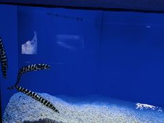 -上海海洋水族馆