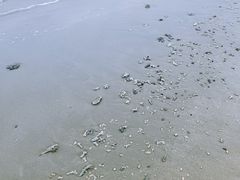 -贝壳沙滩