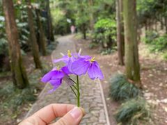 -狼山风景名胜区