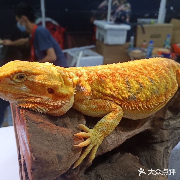 宠物展也太好吸猫撸狗了！[亲亲][亲亲][亲亲]