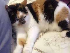 爱侣宠物医院(灵石路总店)-爱侣宠医·鹦鹉专科·小型哺乳类·异宠专科(灵石路店)