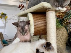 -共舞时光猫咖·狗咖(新街口店)