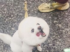 -瑞鹏宠物医院华南总院·夜诊·心脏科·骨科