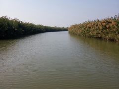 -大湾区中央湿地公园