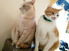 -猫咖时代(中山亭店)