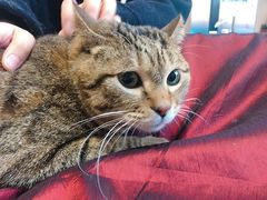 -爱妮康宠物医院·干细胞免疫细胞·肿瘤·心脏(张江店)