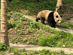 -都江堰中华大熊猫苑