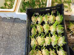 -双季花艺园艺市场(浦东店)