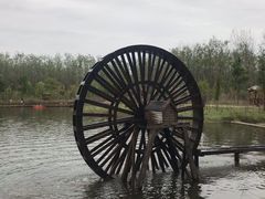 -合肥滨湖国家森林公园