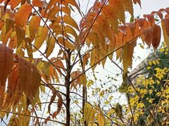 -碓臼峪自然风景区