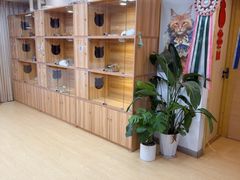 -猫十亿·布偶金渐层·曼基康矮脚猫舍(青年路店)