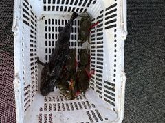 -范饭椰林川湘味海鲜·椰子鸡(三亚湾椰梦长廊店)