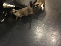 -吱咖啡西式简餐