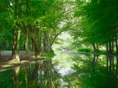 -上海共青森林公园