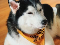 -Husky Go! 哈士奇体验馆·宠物咖啡厅狗咖