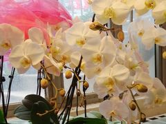 -双季花艺园艺市场(浦东店)