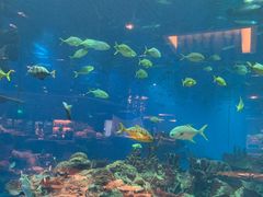 -海棠湾洲际-涛·海底餐厅·美人鱼·自助餐·海底隧道