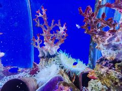 -海合安武汉极地海洋公园