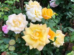 -济南喜来登酒店