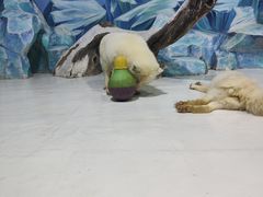 -哈尔滨极地公园