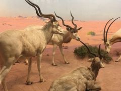 -美国自然历史博物馆