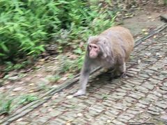 -苏州上方山国家森林公园