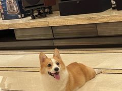 -萌宠之家·腊肠犬·马尔泰·小体犬舍