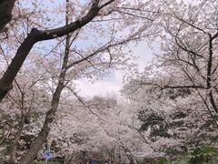 -武汉大学-樱园