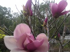 -深圳国际园林花卉博览园