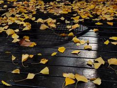 -徐家汇源景区-衡山坊