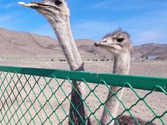 -新疆天山野生动物园