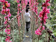 -西双版纳原始森林公园
