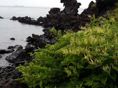 -龙头岩(Dragon Head Rock)