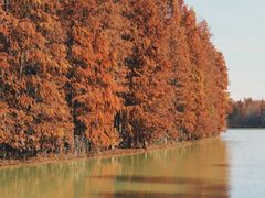 -上海海湾国家森林公园