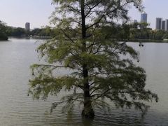 -海珠湖公园