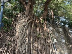 -九龙公园
