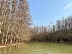 -上海海湾国家森林公园