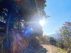 -新建村梅花