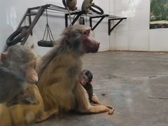 -西安秦岭野生动物园