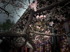 -青羊宫