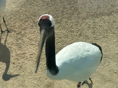 -盐城丹顶鹤湿地生态旅游区