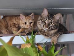 -纳吉亚猫专科动物诊疗中心(蒋宅口分院)