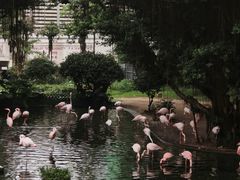 -九龙公园