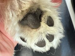 -comecome来吧宠物(奥克斯中心店)