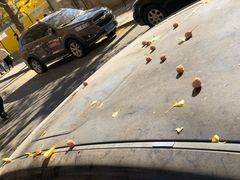 -三里屯东五街银杏大道