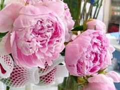 -Gigi Florist·Dk Coffee