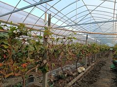 -马陆小张葡萄园农家乐