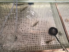 -蒙肥羊·酸汤潮牛·鲜牛肉火锅烤肉自助(岗顶店)