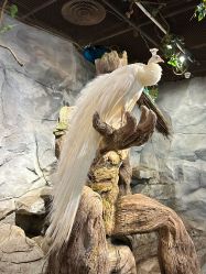 -Zoolung Zoolung动物主题公园(海信广场店)